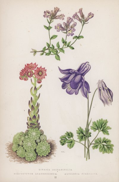 Linaria Origanifolia; Semprevivo Ragnateloso; Aquilegia Pirenaica da English School