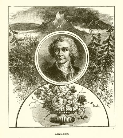 Linnaeus da English School