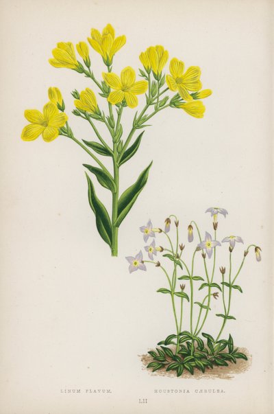 Linum Flavum; Houstonia Caerulea (litografia a colori) da English School