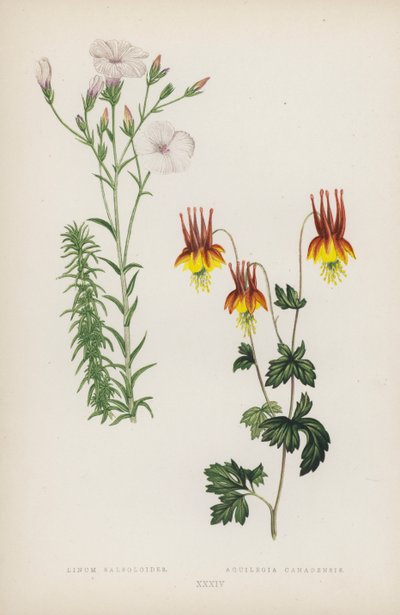 Linum Salsoloides; Aquilegia Canadensis (litografia a colori) da English School
