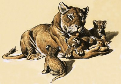 Cuccioli di leone da English School