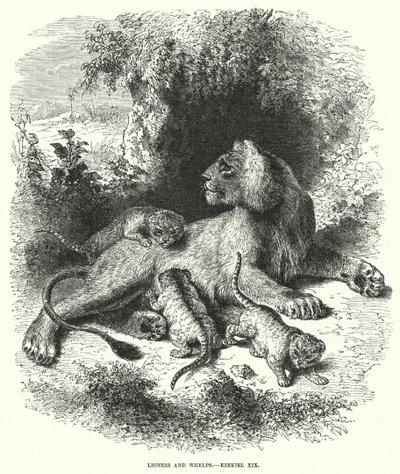 Leonessa e cuccioli, Ezechiele XIX (incisione) da English School