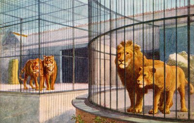 Leoni e tigri allo zoo da English School