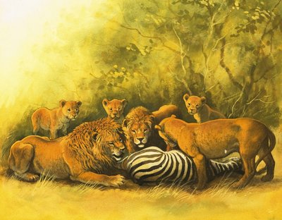 Leoni che si nutrono di una carcassa di zebra da English School
