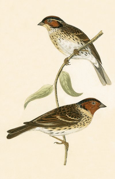 Zigolo minore, illustrazione da 