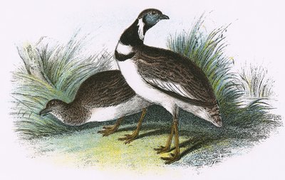 Gallina prataiola da English School