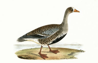Oca dal petto bianco, illustrazione da 