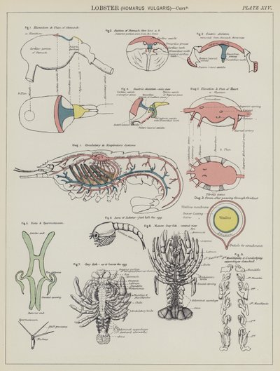 Aragosta, Homarus Vulgaris da English School