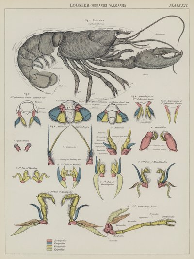 Aragosta, Homarus Vulgaris da English School