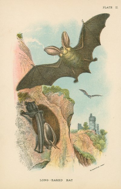 Pipistrello dalle lunghe orecchie da English School