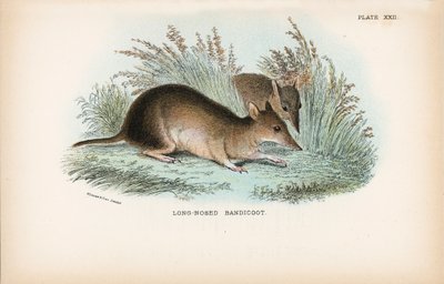 Bandicoot dal Naso Lungo da English School