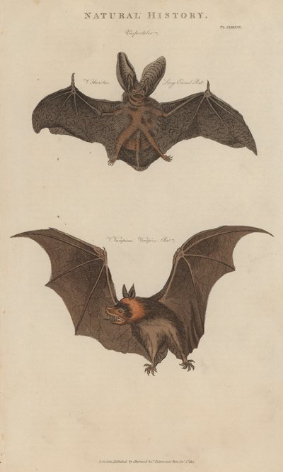 Pipistrello dalle lunghe orecchie e pipistrello vampiro da English School