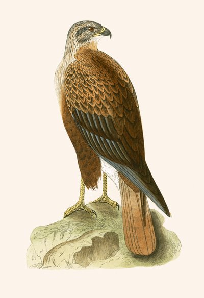 Poiana dalle lunghe zampe, illustrazione da 