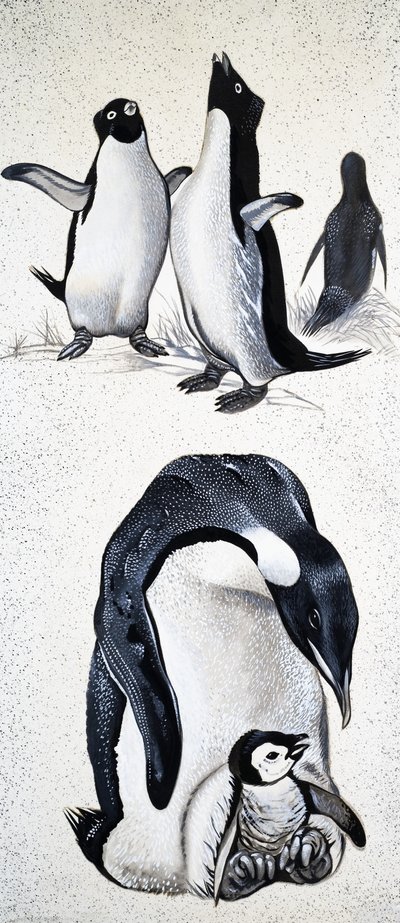 Osservando la Natura: Cosa sono gli Spheniscidae da English School