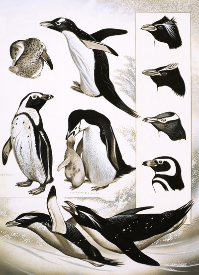 Guardando la Natura: Cosa sono i Pinguini Spheniscidae! da English School
