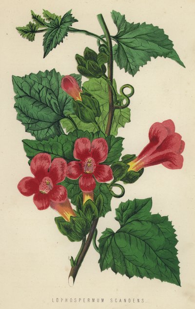Lophospermum Scandens da English School