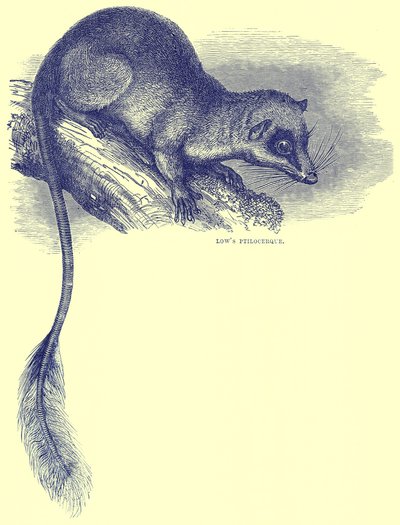 Ptilocerco di Low, illustrazione da Cassells Natural History da English School