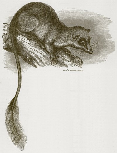 Ptilocerco di Low, illustrazione da Cassells Natural History da English School