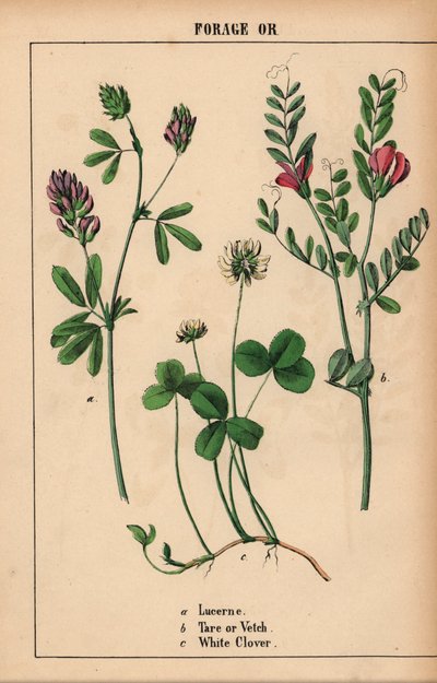 Erba medica, veccia e trifoglio bianco, da 