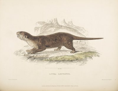 Lutra Leptonyx, da 