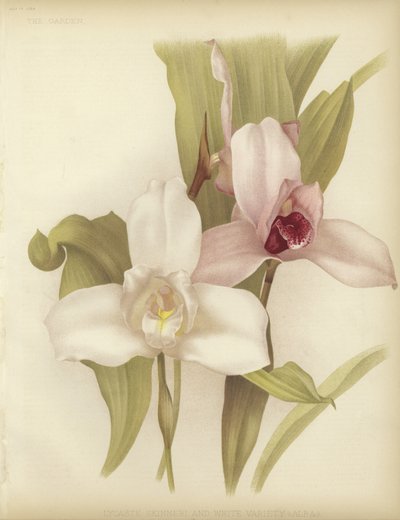 Lycaste skinneri e varietà bianca da English School