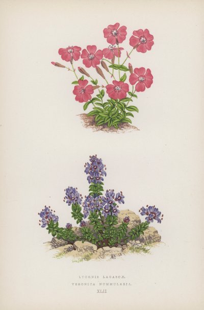 Lychnis Lagascae; Veronica Nummularia (litografia a colori) da English School