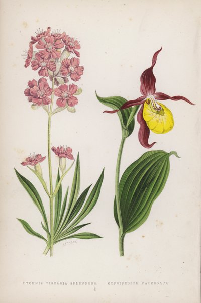 Lychnis Viscaria Splendens; Cypripedium Calceolus da English School