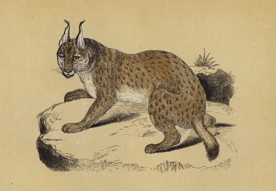 Lince da English School