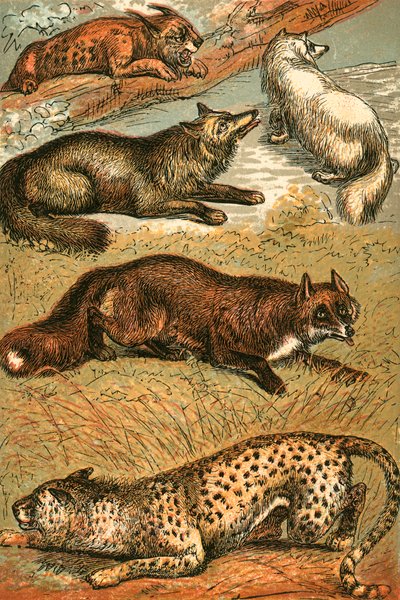 Lince, volpe crociata, volpe artica, volpe comune e ghepardo da English School