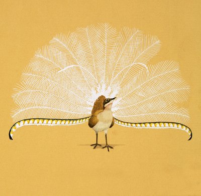 Uccello lira da English School