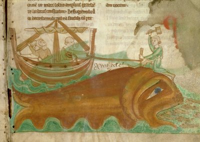 MS.254.f33r Una balena con un marinaio che pianta un palo nella sua testa, dettaglio da un Bestiario inglese, inizio XIII secolo (pergamena) da English School