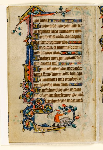 MS 1-2005, fol. 170v: Un porcaro che butta giù ghiande per un maiale, decorazione marginale dal Salterio di Macclesfield, Uso di Sarum, East Anglia, c.1330 da English School