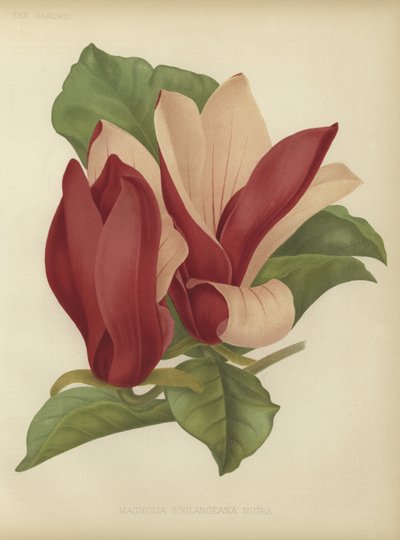 Magnolia soulangiana nigra da English School