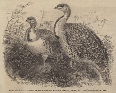 Uccelli (Australiani) di Mallee, nei Giardini della Società Zoologica, Regent