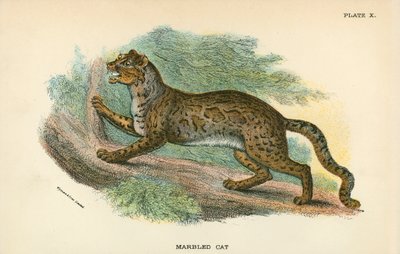 Gatto marmorizzato da English School
