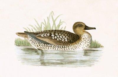 Anatra marmorizzata, illustrazione da 