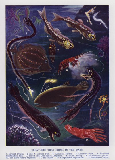 Creature marine che brillano nel buio (litografia a colori) da English School