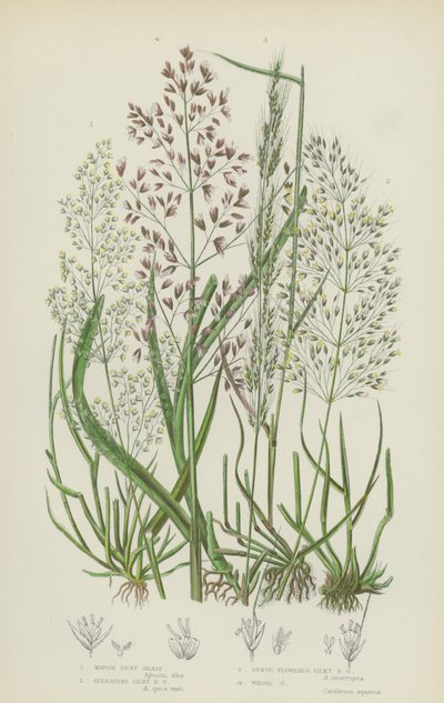 Erba piegata delle paludi, erba piegata setosa diffusa, erba piegata setosa a fiori densi, erba a vortice da English School