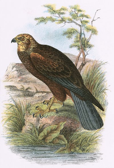 Falco di palude da English School