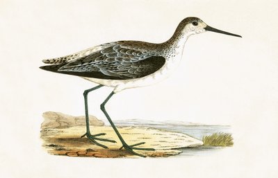 Piro Piro Pantana, illustrazione da 