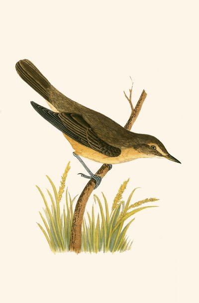 Cannaiola, illustrazione da 