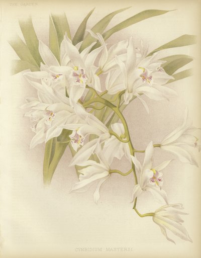 Cymbidium di Masters da English School