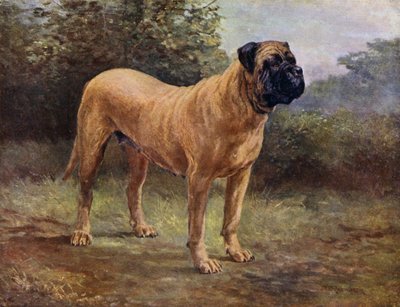 Mastino Campione Elgiva, KCSB 1363 A da English School