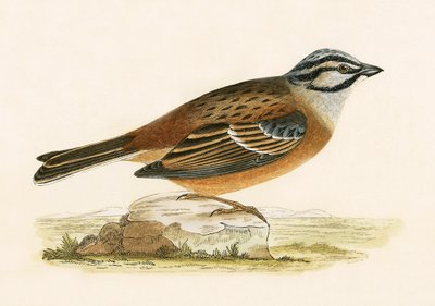 Zigolo delle praterie, illustrazione da 