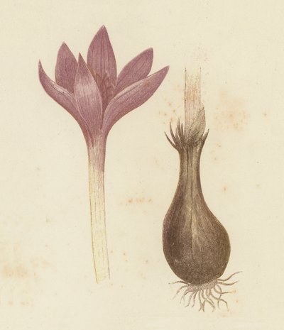 Zafferano autunnale, Colchicum Autumnale da English School