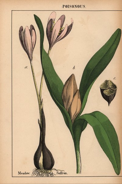 Zafferano di prato con fiore viola, da "The Instructive Picturebook, or Lessons from the Vegetable World," [Charlotte Mary Yonge], Edimburgo da English School