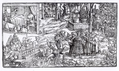 Coltivazione di erbe medicinali, 1531 da English School
