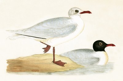 Gabbiano Testanera Mediterraneo, illustrazione da 
