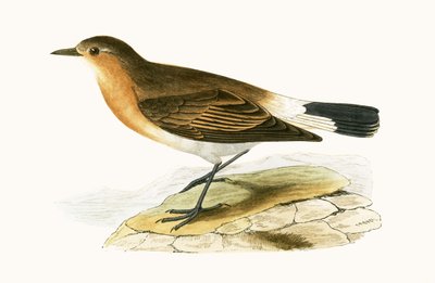 Culbianco di Menetries, illustrazione da 