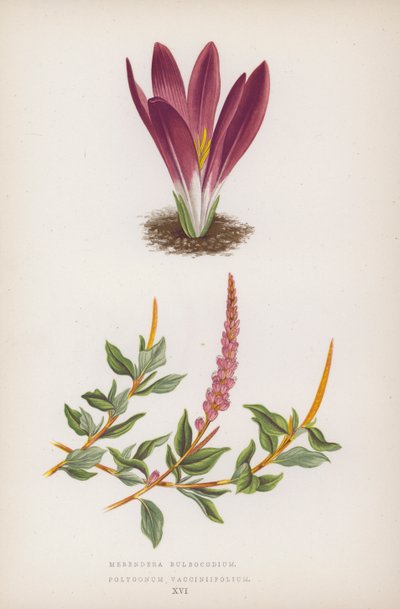 Merendera Bulbocodium; Polygonum Vaccinifolium (litografia a colori) da English School